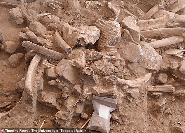 Wissenschaftler entdeckten einen meterhohen Haufen Mammutknochen, der einer erwachsenen Frau und ihrem Kalb gehörte.  95 Prozent der Knochen stammten jedoch vom Erwachsenen