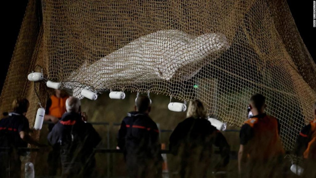 Ein aus der Seine geretteter Beluga wurde nach Angaben der französischen Behörden auf der Durchreise eingeschläfert