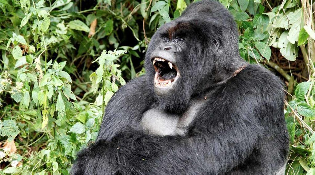 A silverback gorilla is pictured here in this article about the evolution of the human voicebox