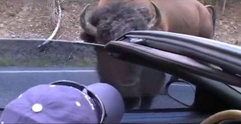 Mürrischer Yellowstone-Bison schlägt Fahrzeug beim Schleichen mit dem Kopf