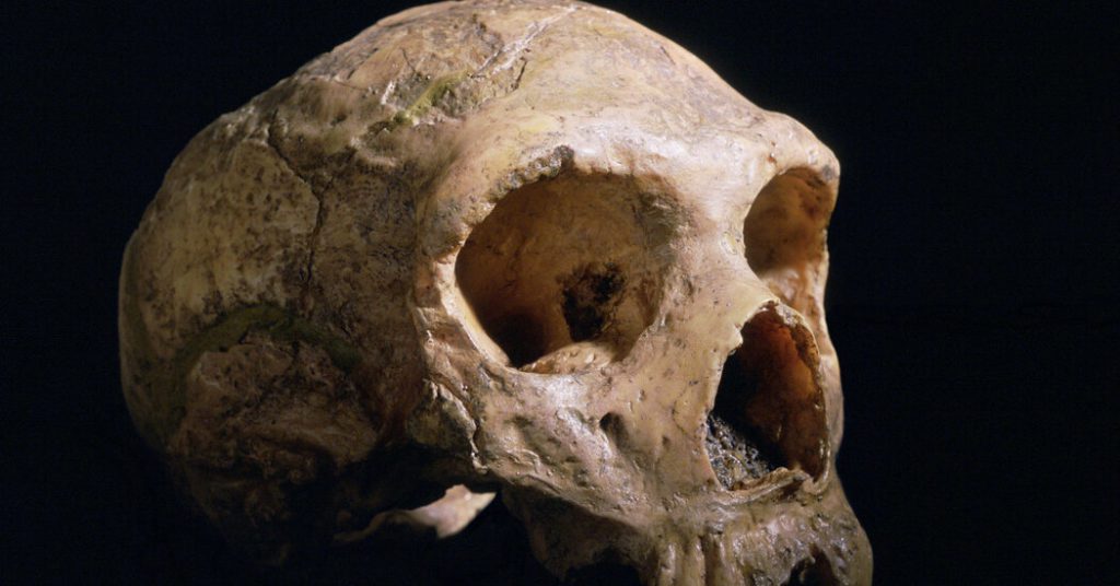 Was unterscheidet Ihr Gehirn von dem eines Neandertalers?