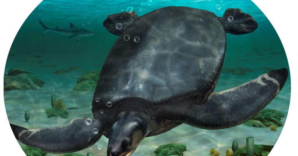 Fossilien einer Meeresschildkröte aus der Dinosaurierzeit in Autogröße in Spanien entdeckt
