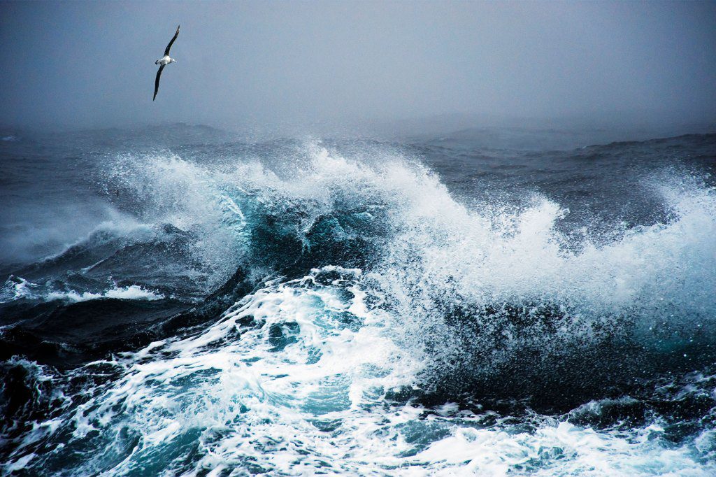 Wanderalbatros, der über raue See fliegt, Drakes Passage.
