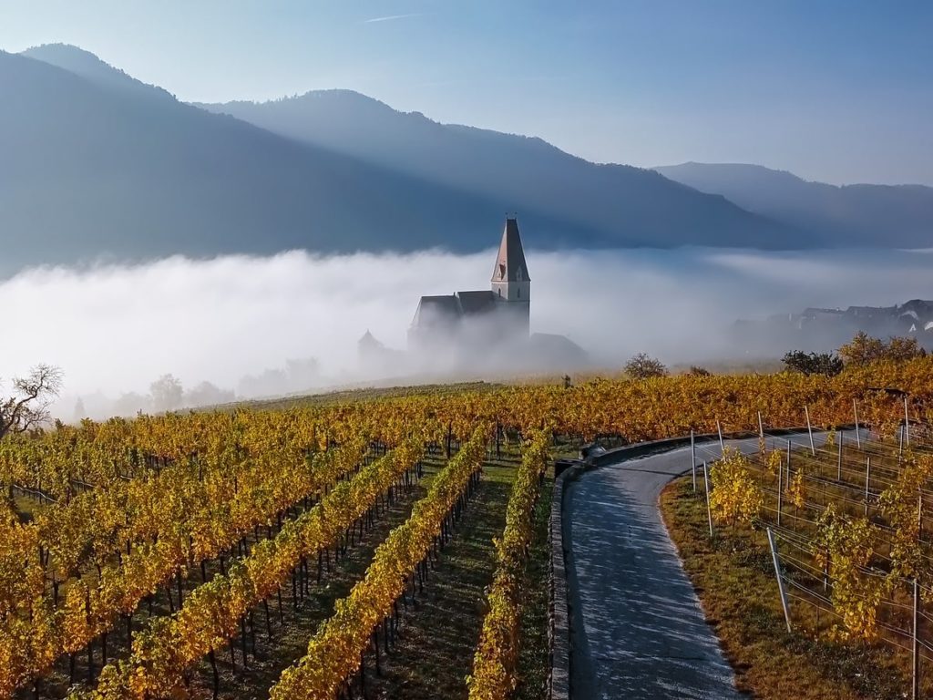 Wo anfangen mit österreichischem Naturwein?
