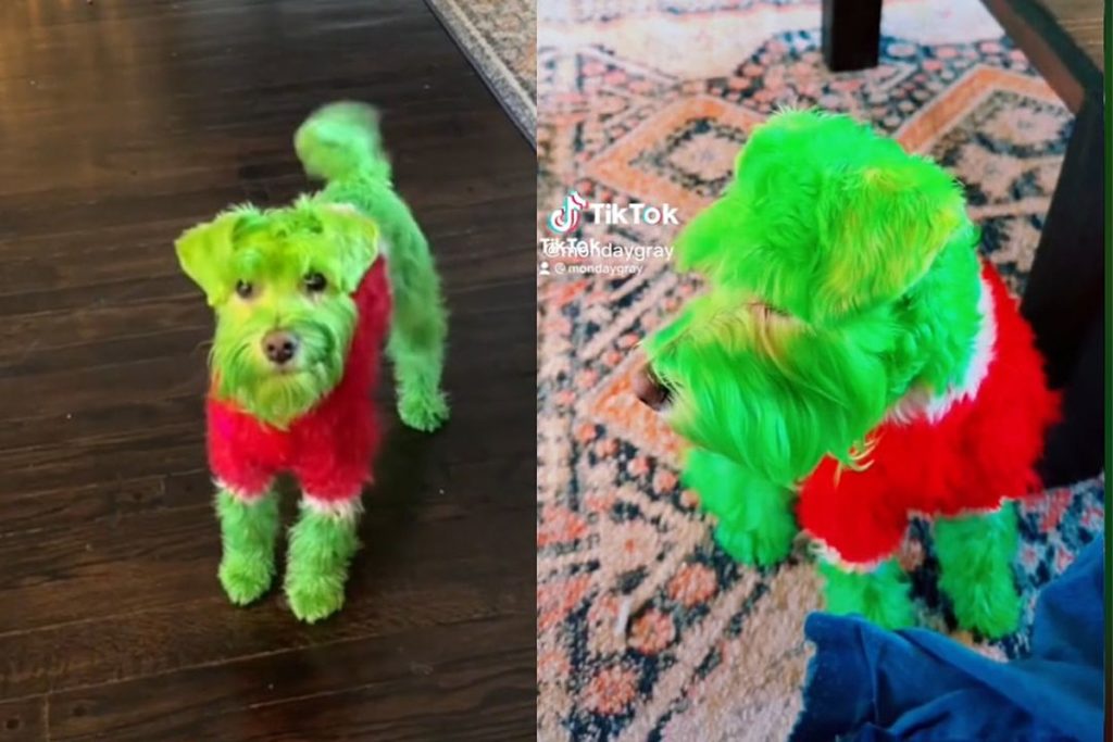 TikTok-Nutzer wegen „Tierquälerei“ angeklagt, weil er das Fell eines Hundes grün gefärbt hat